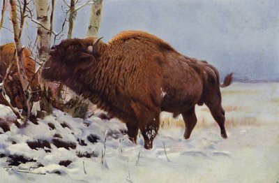 Żubr autorstwa after Wilhelm Kuhnert