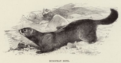 Norka Europejska autorstwa after Wilhelm Kuhnert