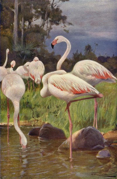 Flaming autorstwa after Wilhelm Kuhnert