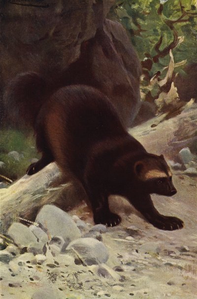 Żarłok lub Wolverine autorstwa after Wilhelm Kuhnert