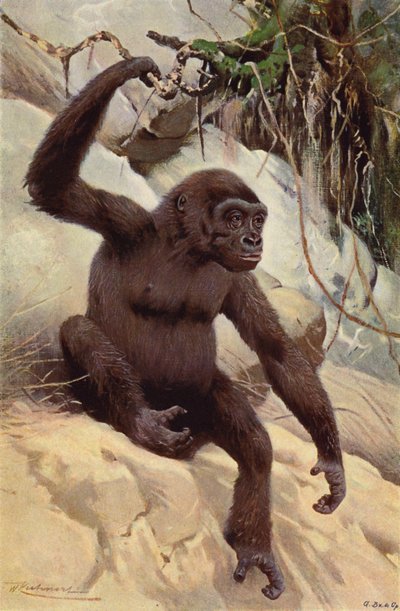 Goryl autorstwa after Wilhelm Kuhnert