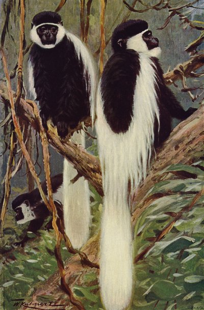 Guerez autorstwa after Wilhelm Kuhnert