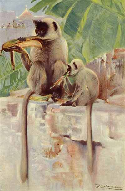 Hanuman Małpa autorstwa after Wilhelm Kuhnert