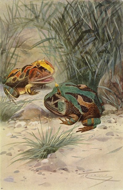 żaba rogata autorstwa after Wilhelm Kuhnert