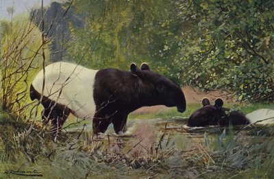 Tapir indyjski autorstwa after Wilhelm Kuhnert