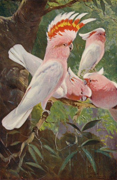kakadu autorstwa after Wilhelm Kuhnert
