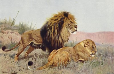 Lew i Lwica autorstwa after Wilhelm Kuhnert