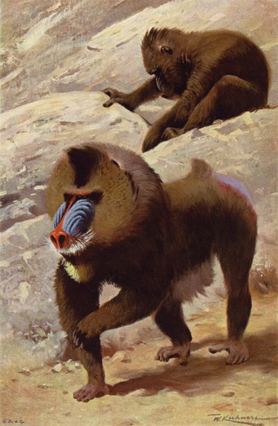 Mandryl autorstwa after Wilhelm Kuhnert