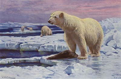 Niedźwiedź polarny autorstwa after Wilhelm Kuhnert