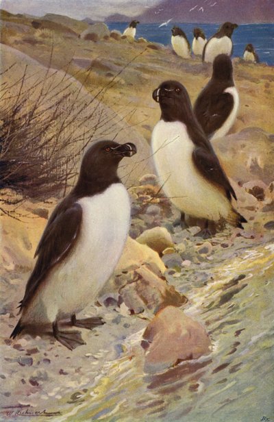 Razorbill autorstwa after Wilhelm Kuhnert