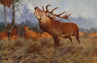 czerwony jeleń autorstwa after Wilhelm Kuhnert