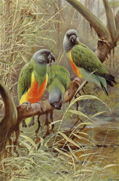 Senegal papuga autorstwa after Wilhelm Kuhnert