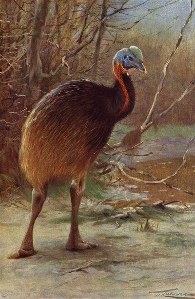 Kazuar jednoszyjkowy autorstwa after Wilhelm Kuhnert