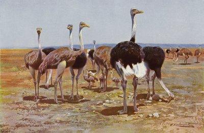 struś somalijski autorstwa after Wilhelm Kuhnert