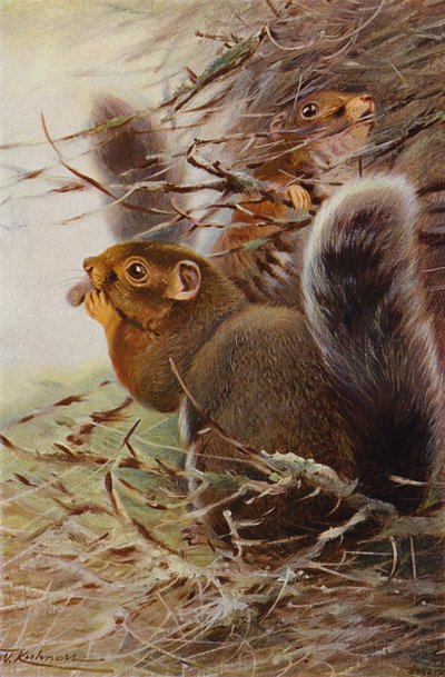 Wiewiórka św. Pawła autorstwa after Wilhelm Kuhnert
