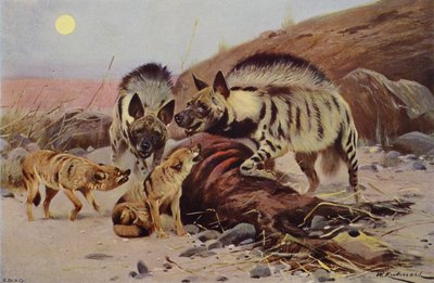 Hiena pręgowana i szakal autorstwa after Wilhelm Kuhnert
