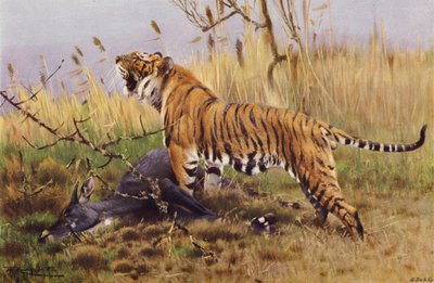 Tygrys autorstwa after Wilhelm Kuhnert