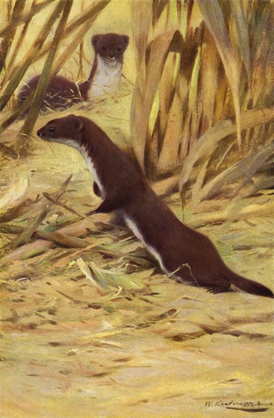 Łasica autorstwa after Wilhelm Kuhnert
