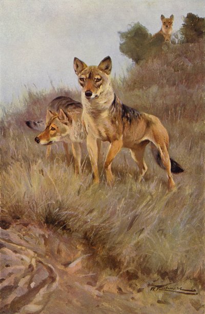Wilk autorstwa after Wilhelm Kuhnert