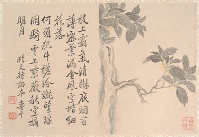 Drzewo Cassia autorstwa anonymous 