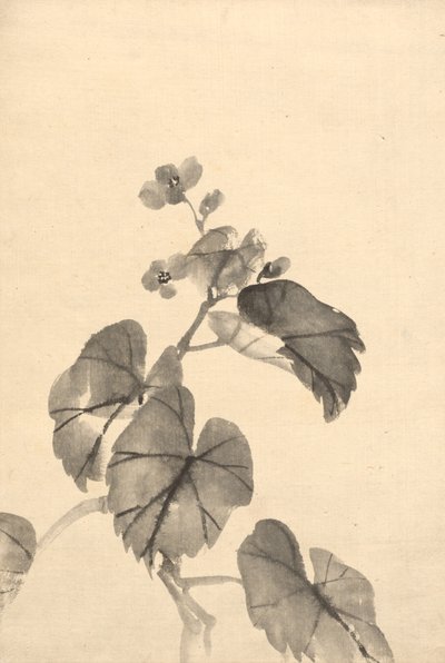 Oddział Begonia w Bloom autorstwa attributed to Kono Bairei