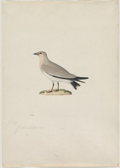 Mała Pratincole (Glareola lactea) autorstwa attributed to Paul Hüet