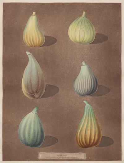 Pomona Britannica: nr 74 - Figi autorstwa attributed to Richard Brookshaw