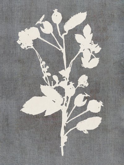 Botaniczna sylwetka róży autorstwa cartissi