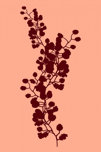 Botaniczna sylwetka brzoskwini autorstwa cartissi