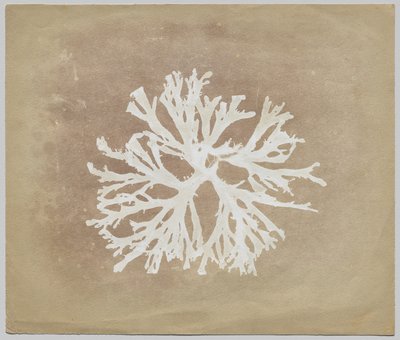 Glony autorstwa circle of William Henry Fox Talbot