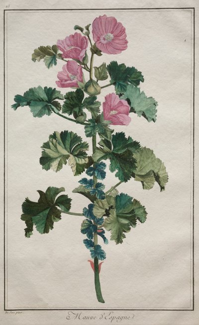 Kolekcja dwudziestu czterech roślin i kwiatów: Mallow, po 1772 r. autorstwa de Seve