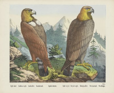 Aigle Doré. / Złoty Orzeł. / Goldadler. / Goudarend. / Aquila Dorato. / Aigle królewski. / Królewski orzeł. / Königsadler. /Steenarend. / Ossifrago (tytuł na obiekcie) autorstwa firma Joseph Scholz