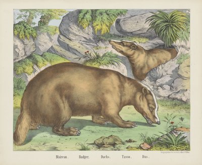 Blaireau. / Borsuk. / Holenderski. / Tasso. / Das (tytuł na obiekcie) autorstwa firma Joseph Scholz