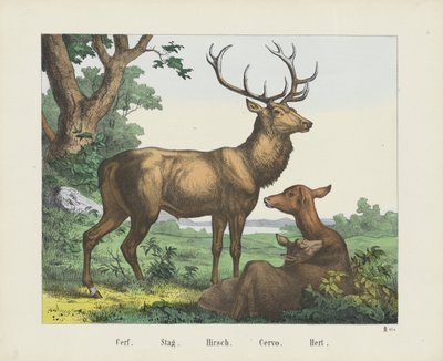 Cerf. / Jeleń. / Hirscha. / Cervo. / Hert (tytuł na obiekcie) autorstwa firma Joseph Scholz