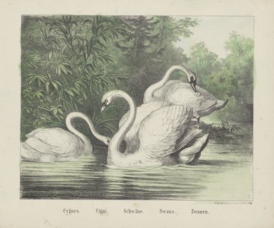 Łabędzie. / papierosy. / Łabędzie. / Łabędzie. / Zwanen (tytuł na obiekcie) autorstwa firma Joseph Scholz