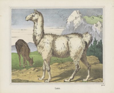 Lama (tytuł na obiekcie) autorstwa firma Joseph Scholz