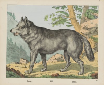 Loup. / Wilk. / Lupo (tytuł na obiekcie) autorstwa firma Joseph Scholz