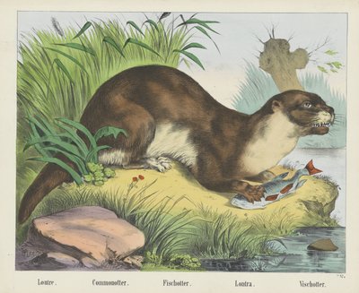 Loutre. / Commonotter. / Fischottera. /Lontra. / Vischotter (tytuł na obiekcie) autorstwa firma Joseph Scholz