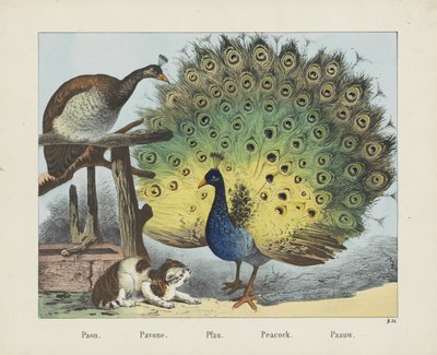 Paona. /Pawona. /Pfau. / Paw. / Paauw (tytuł na obiekcie) autorstwa firma Joseph Scholz