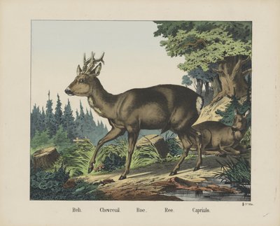 Reh. / Chevreuil. / Ikra. /Ree. / Capriulo (tytuł na obiekcie) autorstwa firma Joseph Scholz