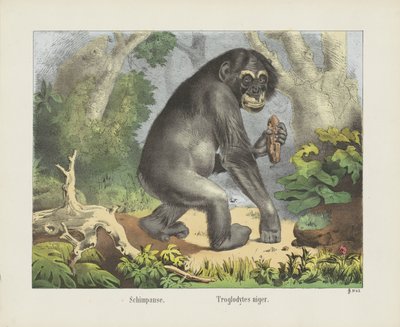 Schimpans. / Troglodytes niger (tytuł na obiekcie) autorstwa firma Joseph Scholz