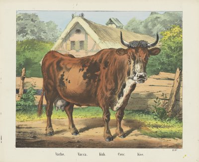 Vache. / Vacca. / Kuh. / Krowa. / Koe (tytuł na obiekcie) autorstwa firma Joseph Scholz