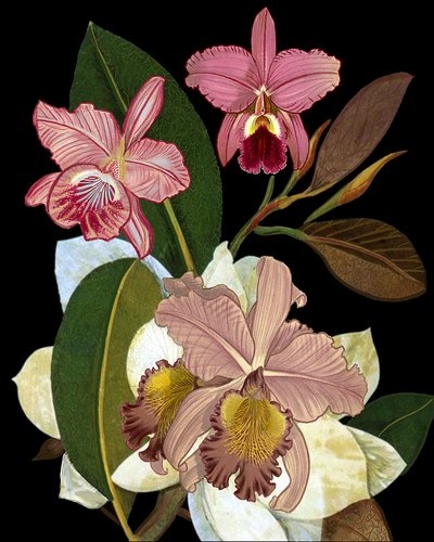  autorstwa giovanna nicolo