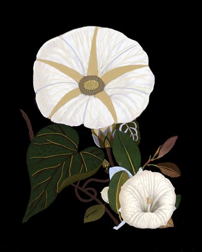  autorstwa giovanna nicolo