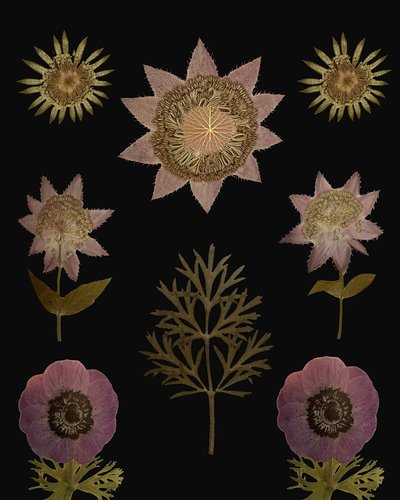  autorstwa giovanna nicolo