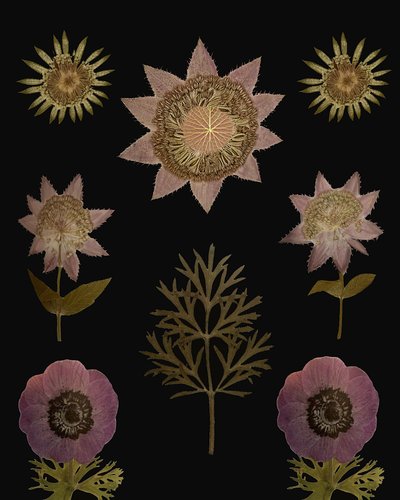  autorstwa giovanna nicolo