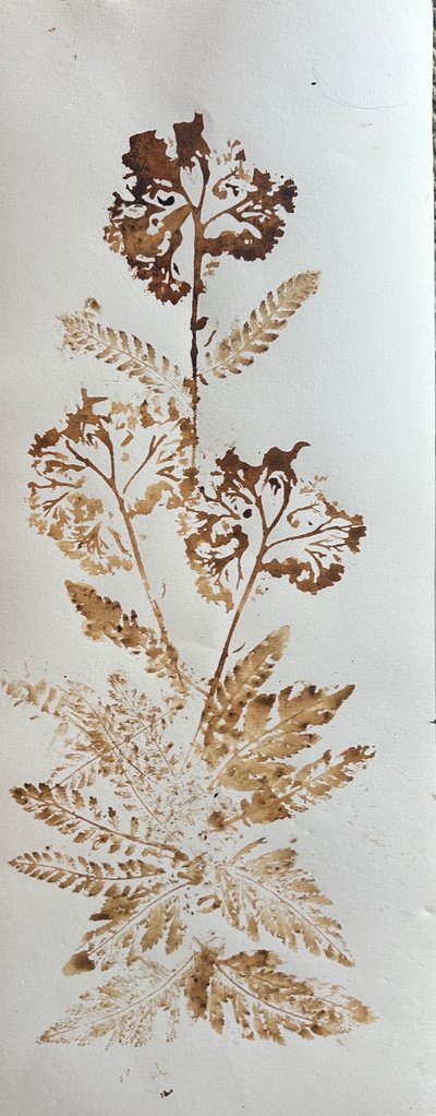 Yarrow, 2025 (tusz orzechowy na papierze) autorstwa jocasta shakespeare