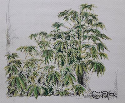 ROŚLINY JUKA autorstwa miguelmendez_art.ve