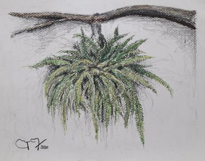 ROŚLINA OZDOBNA - PAPROĆ autorstwa miguelmendez_art.ve