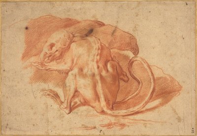 Szczur częściowo obdarty ze skóry autorstwa possibly Florentine or Roman Italian 16th
